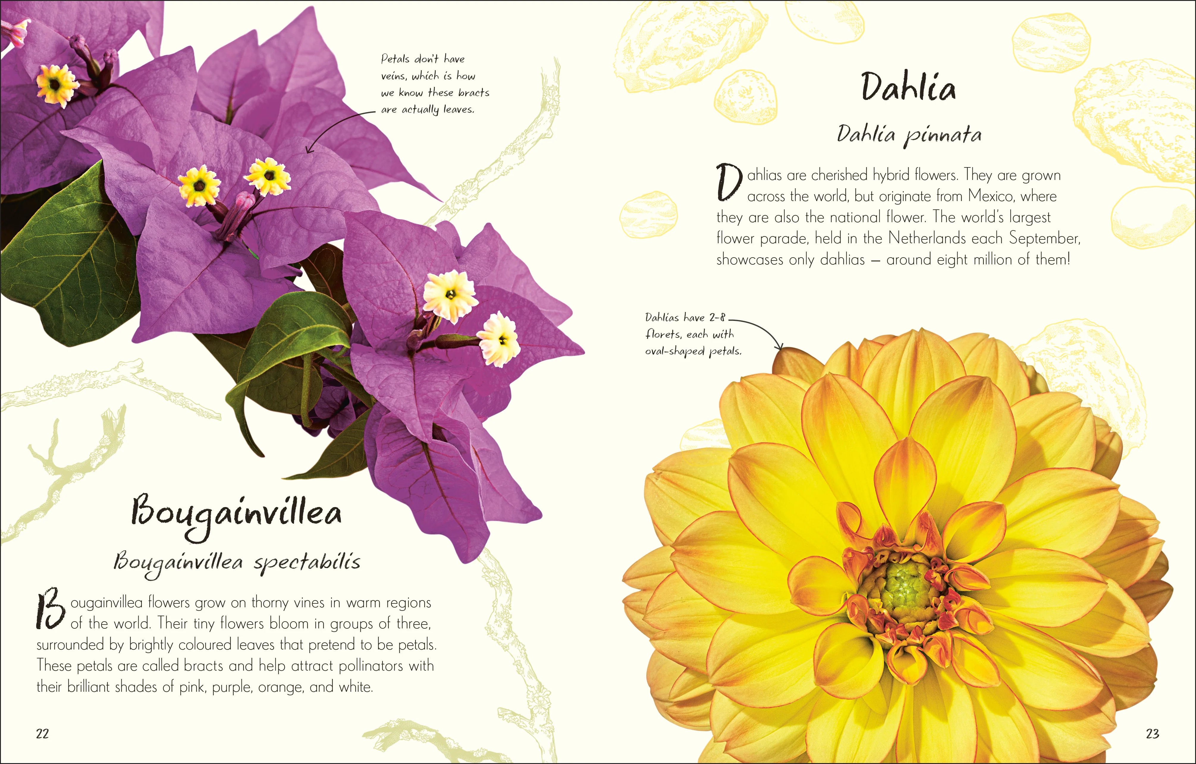 An Anthology of Flowers - Image 3
