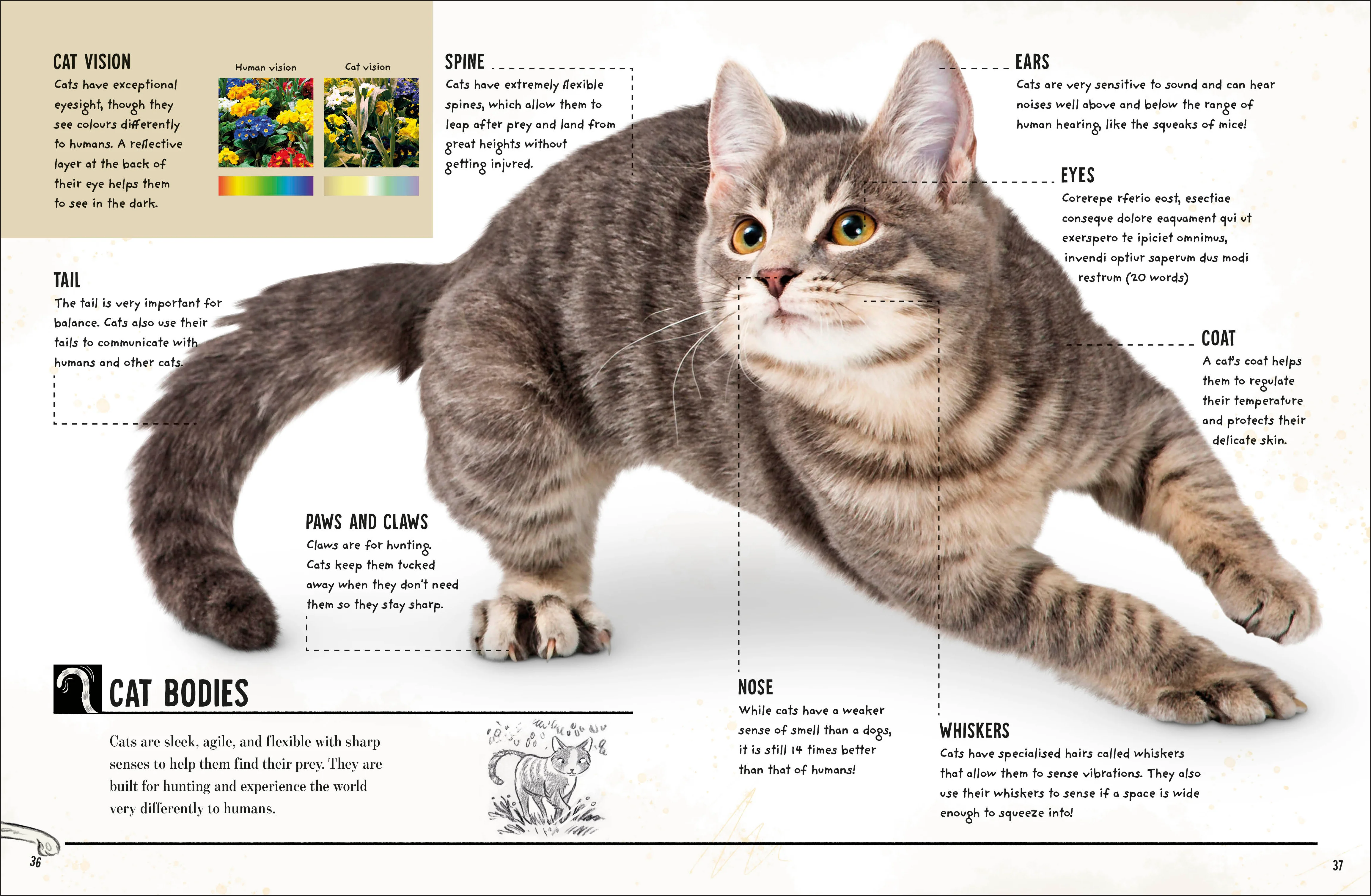 My Cat - Image 5