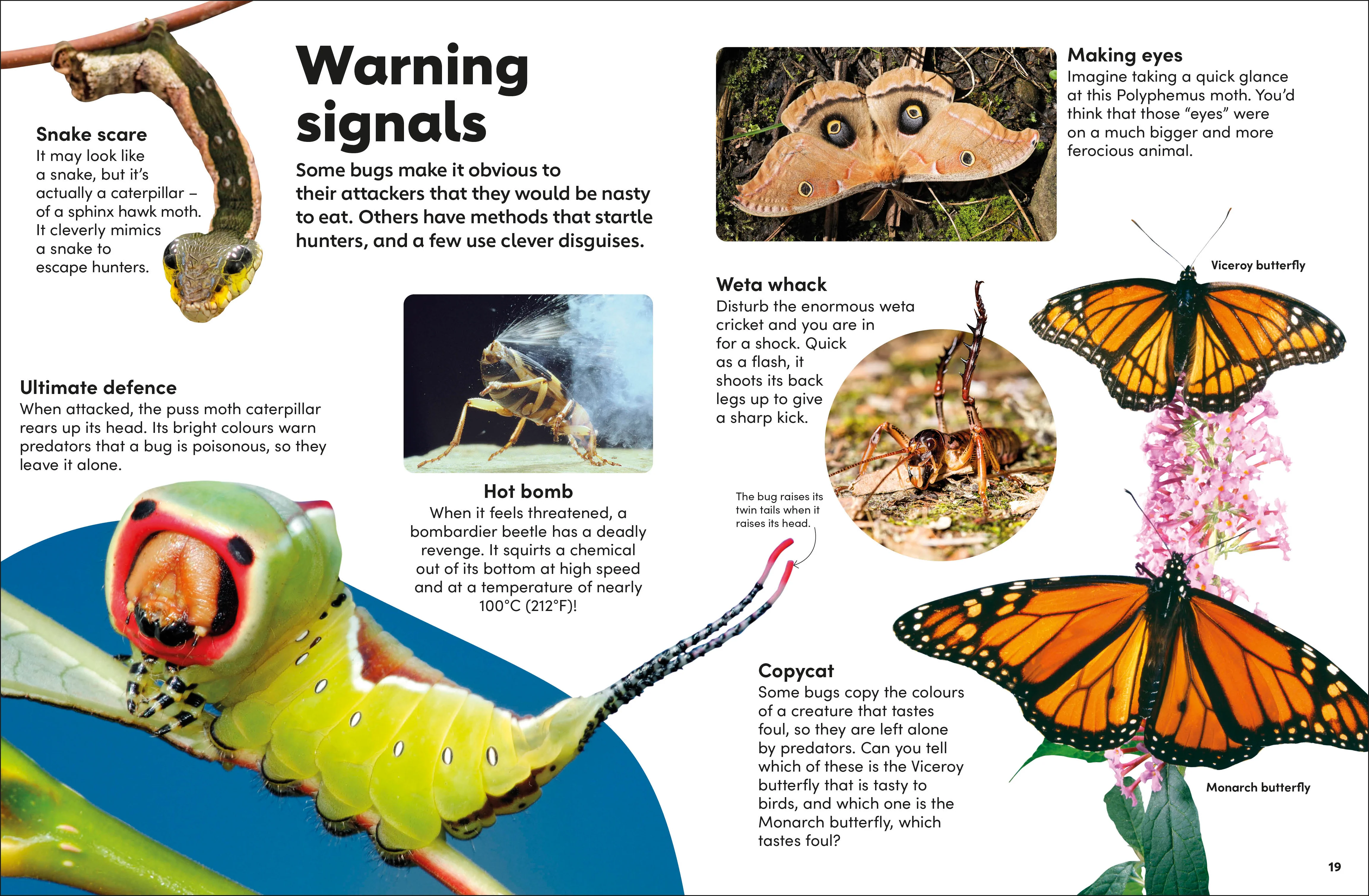 Eyewonder Bugs - Image 3