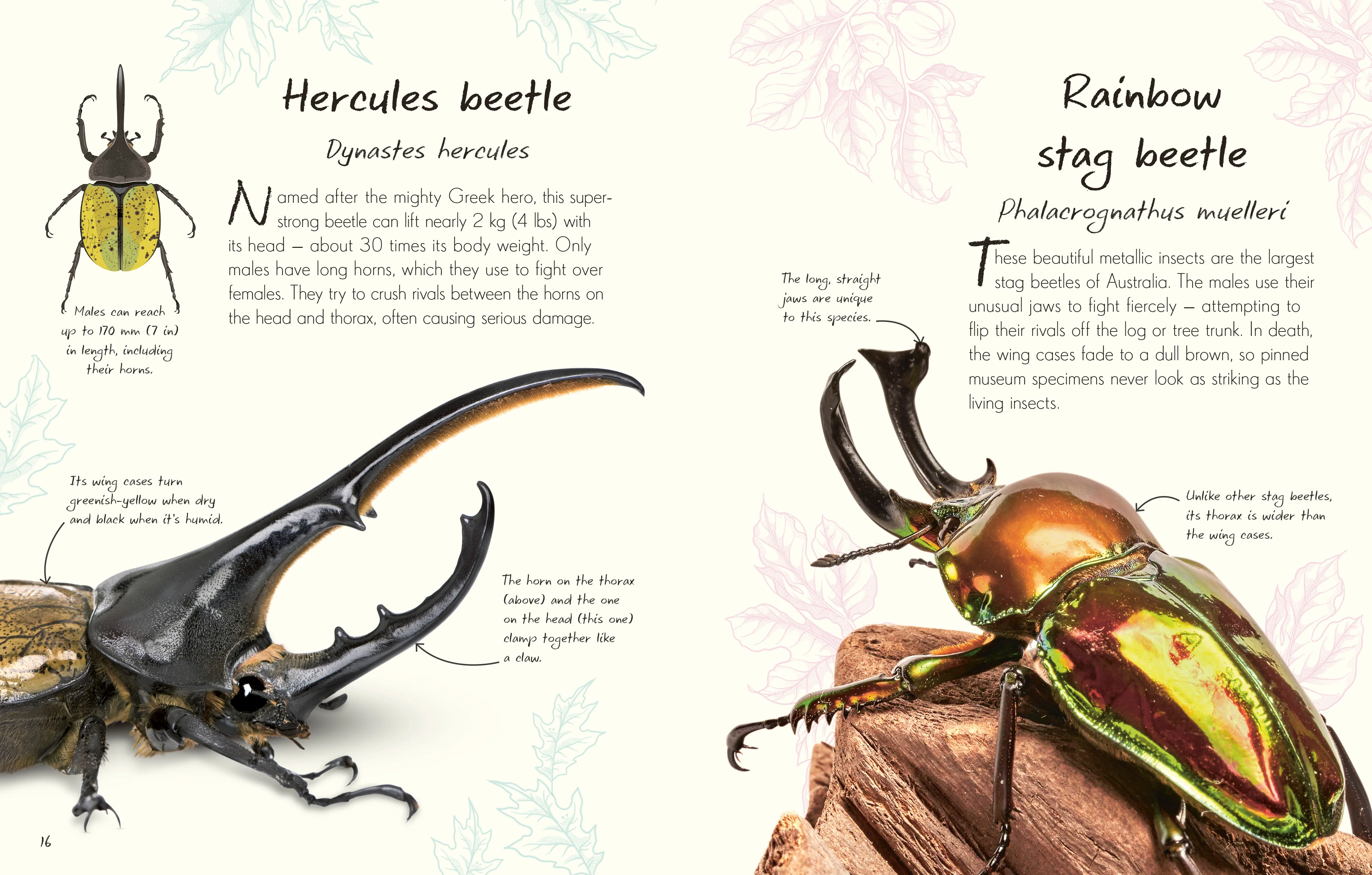 An Anthology of Beetles - Image 3
