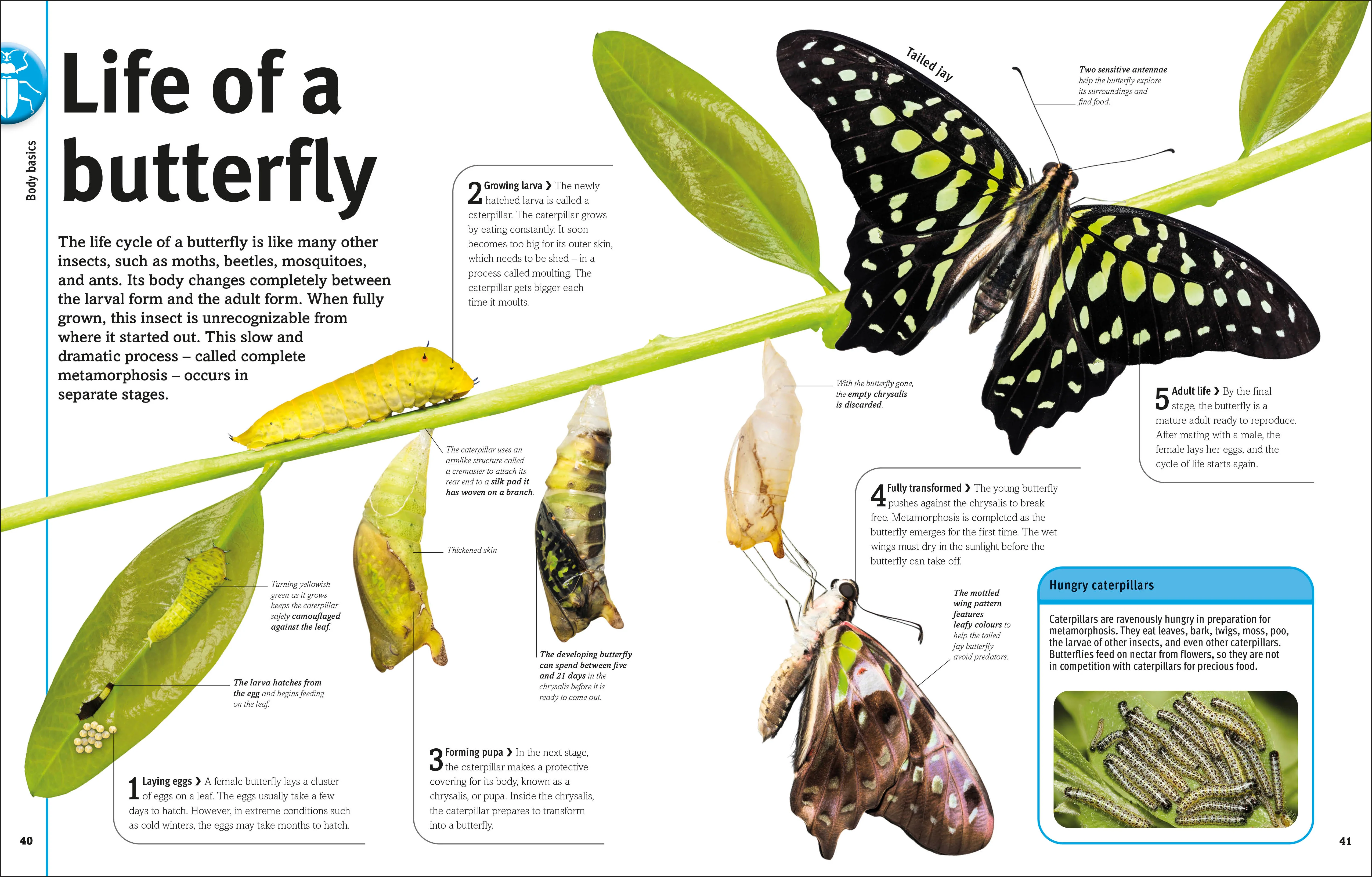 Our World in Pictures Bugs, Butterflies, Beetles and Bees - Image 2