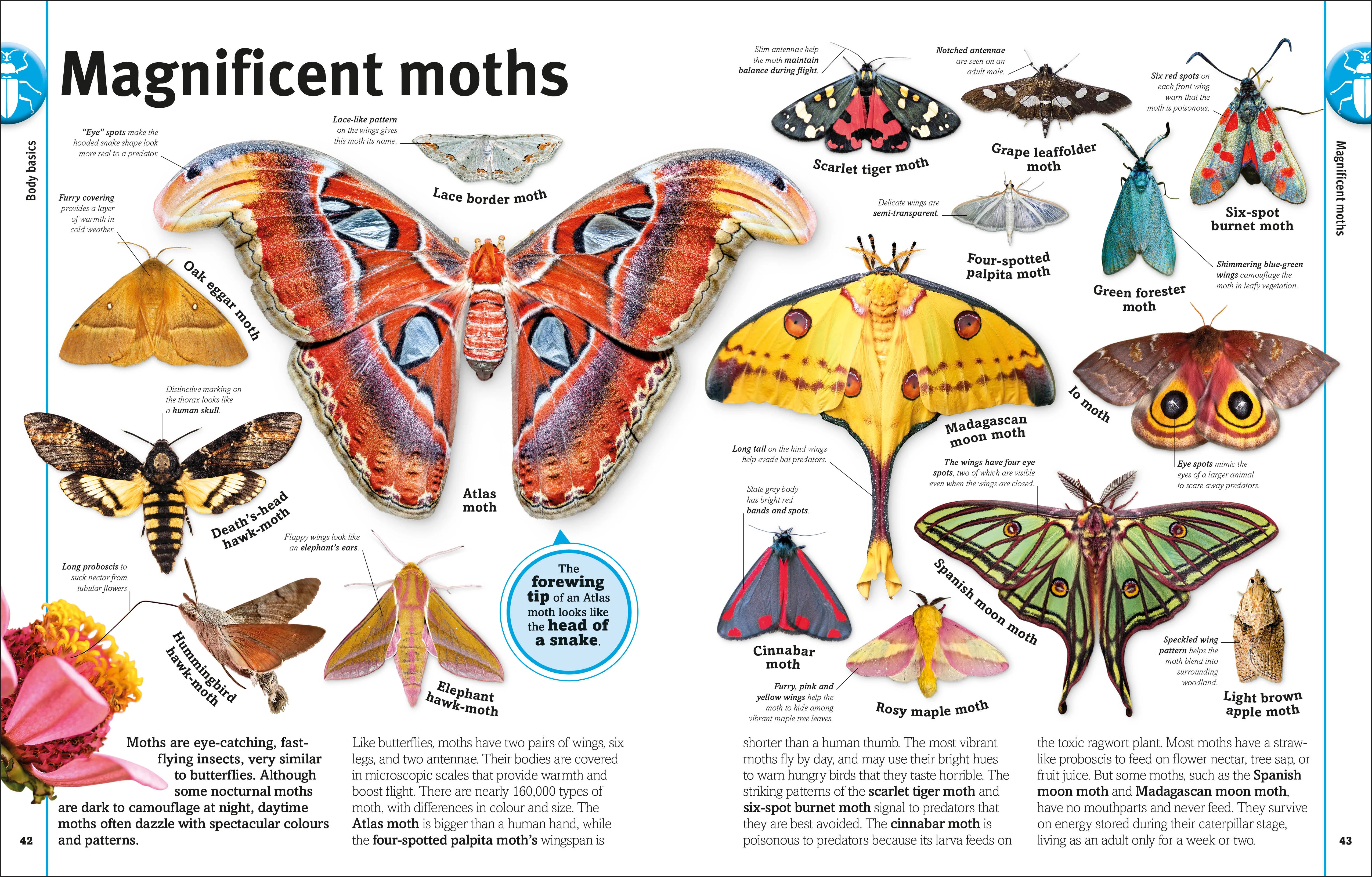 Our World in Pictures Bugs, Butterflies, Beetles and Bees - Image 3