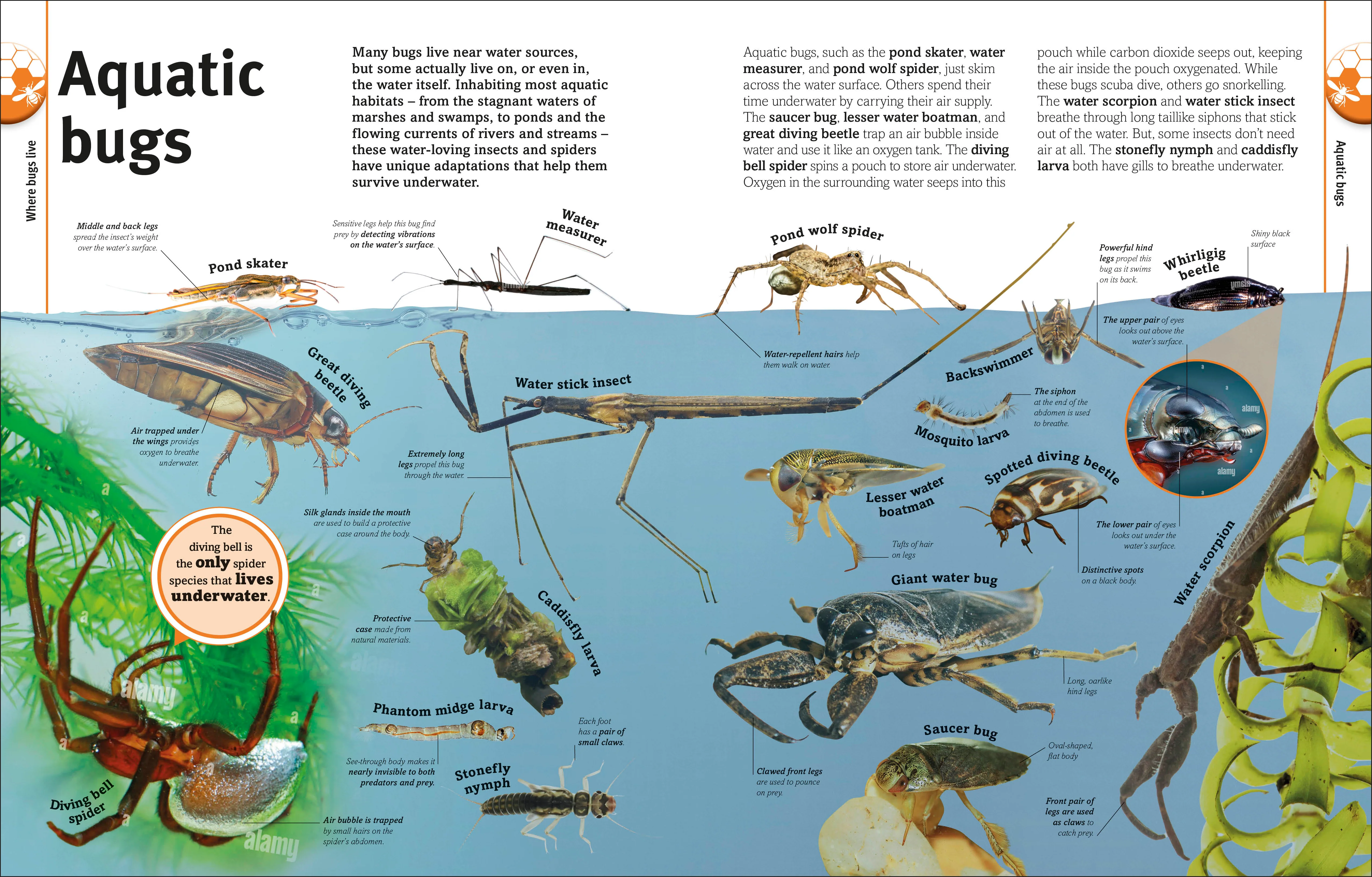 Our World in Pictures Bugs, Butterflies, Beetles and Bees - Image 4