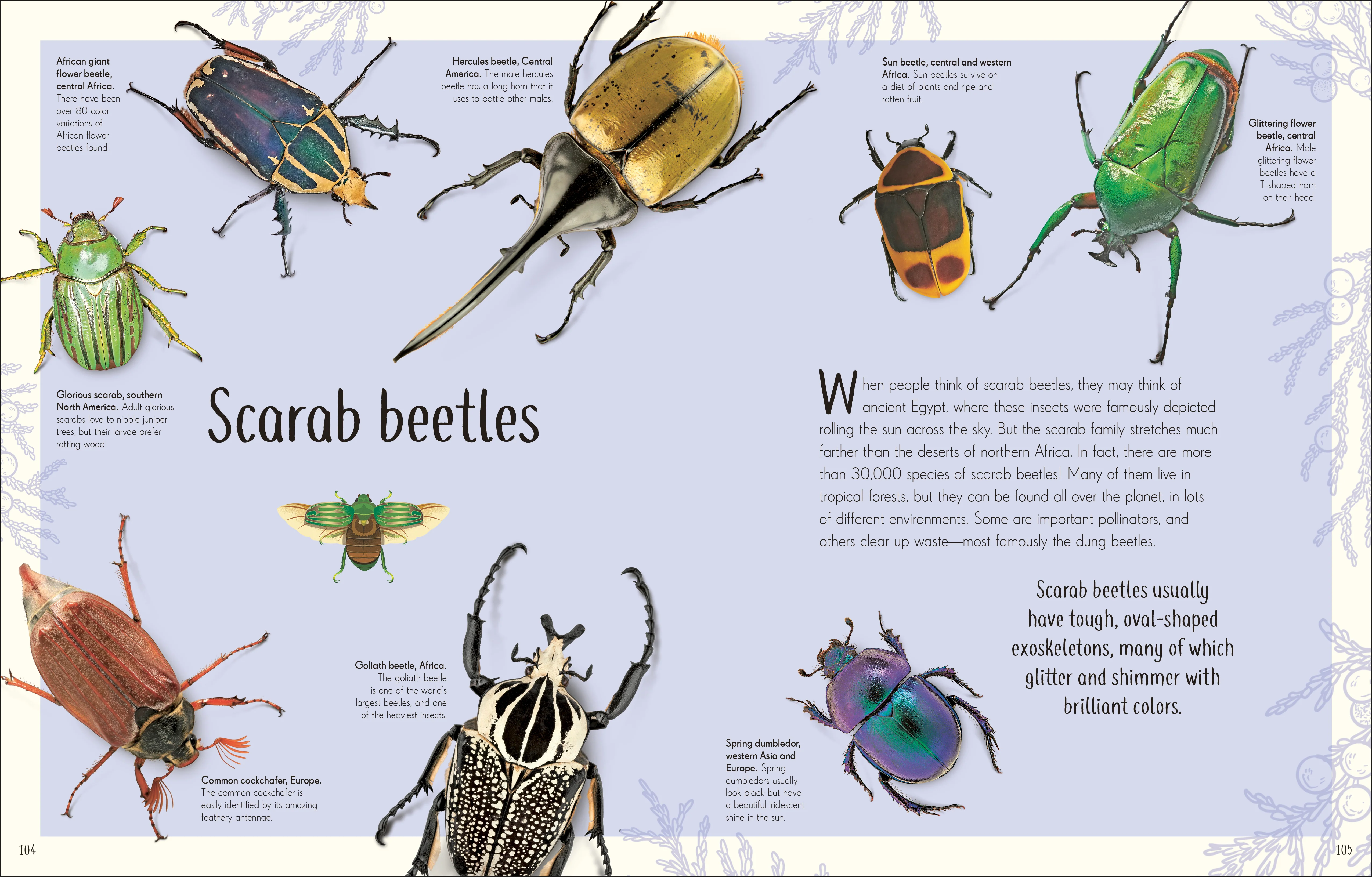 An Anthology of Remarkable Bugs - Image 7
