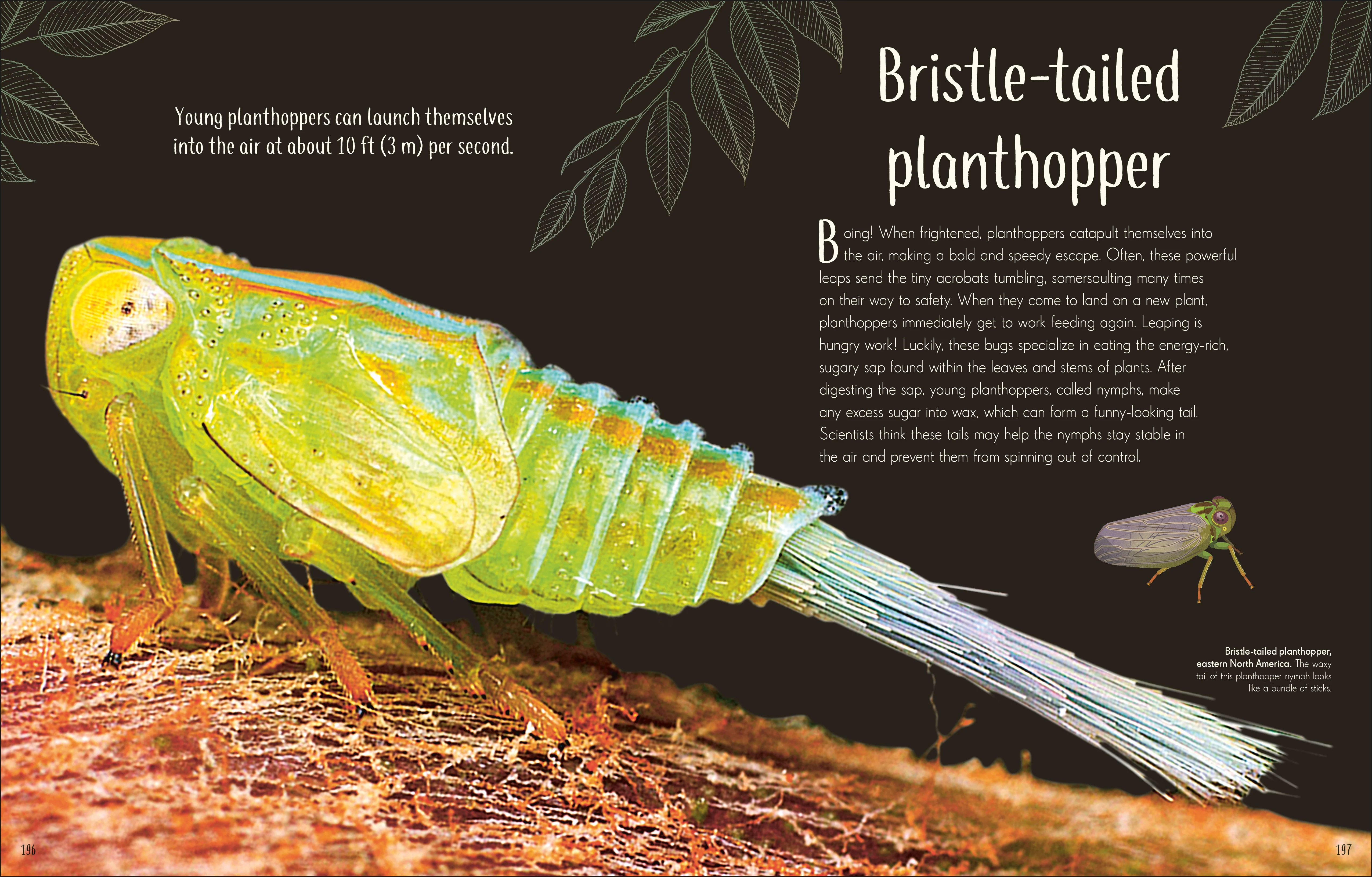 An Anthology of Remarkable Bugs - Image 8