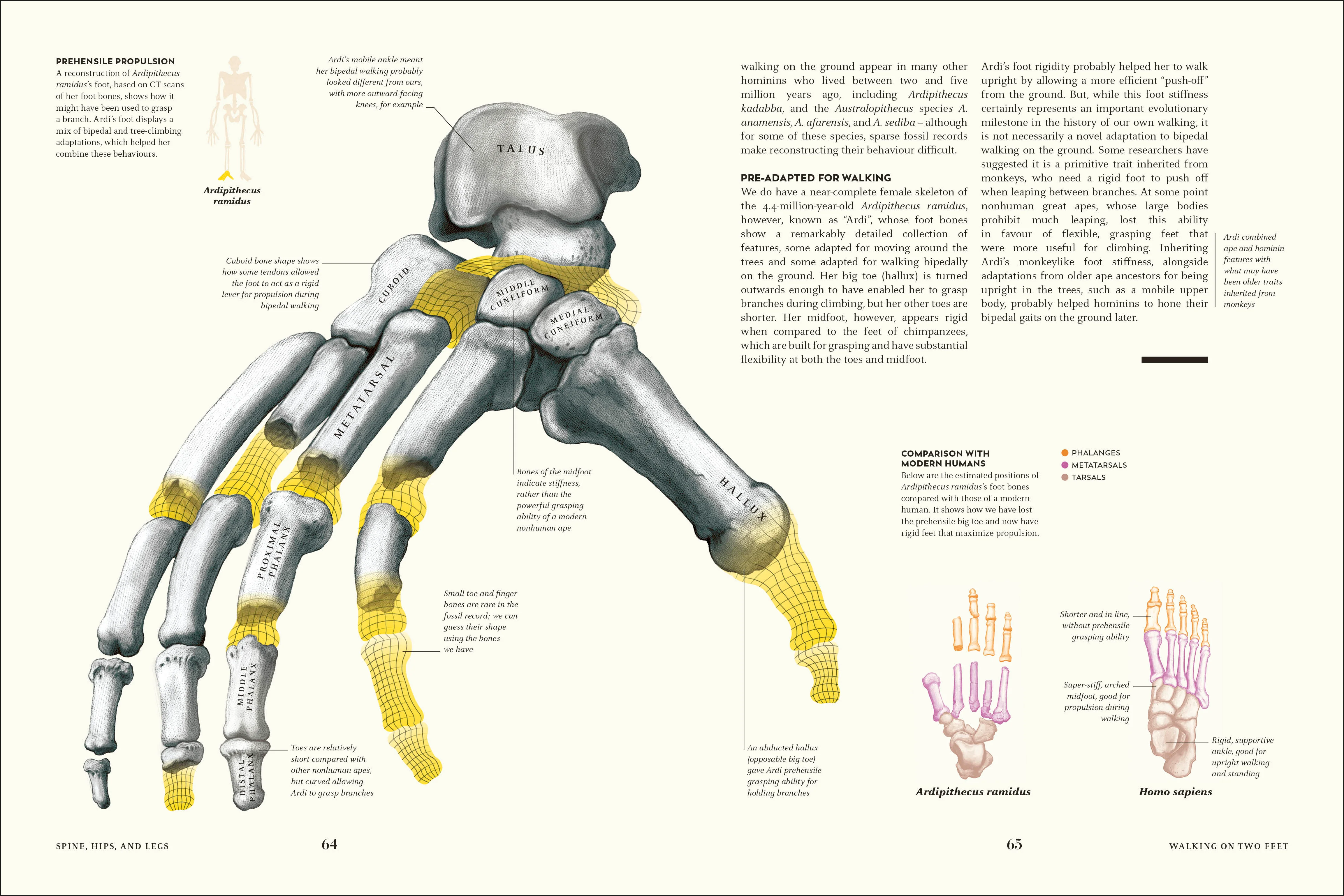 Humans - Image 7