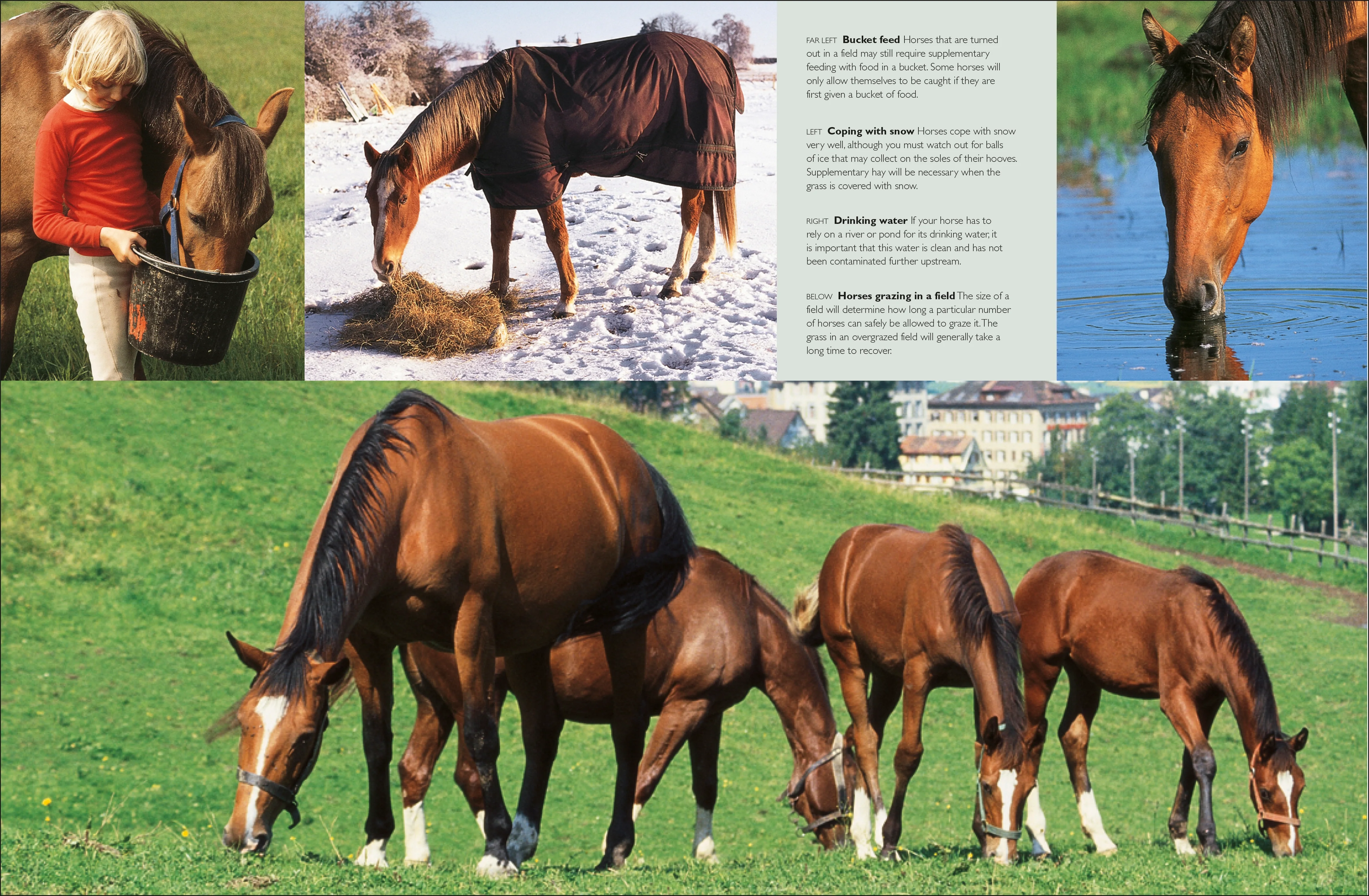 Complete Horse Care Manual - Image 13