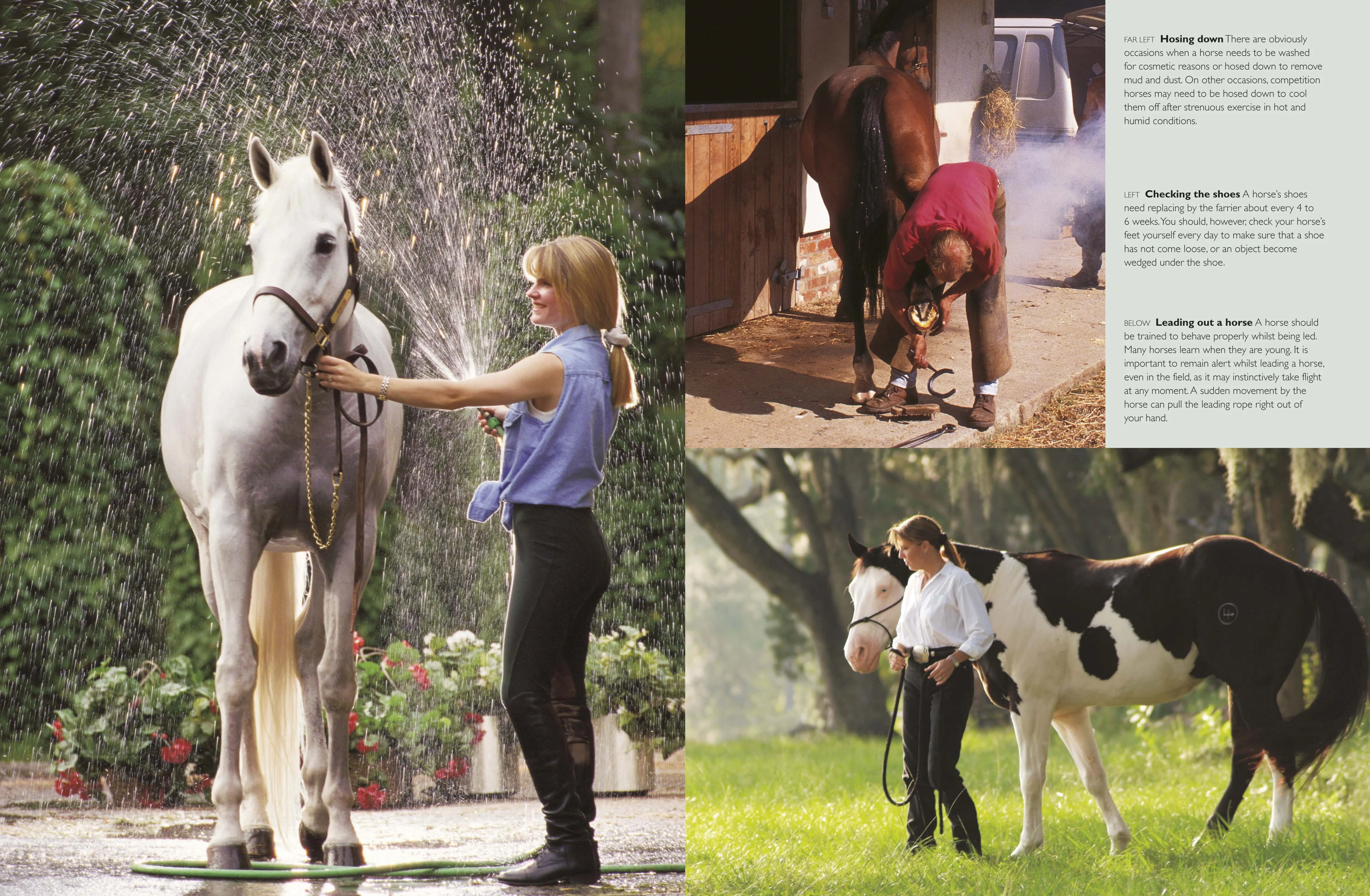 Complete Horse Care Manual - Image 5