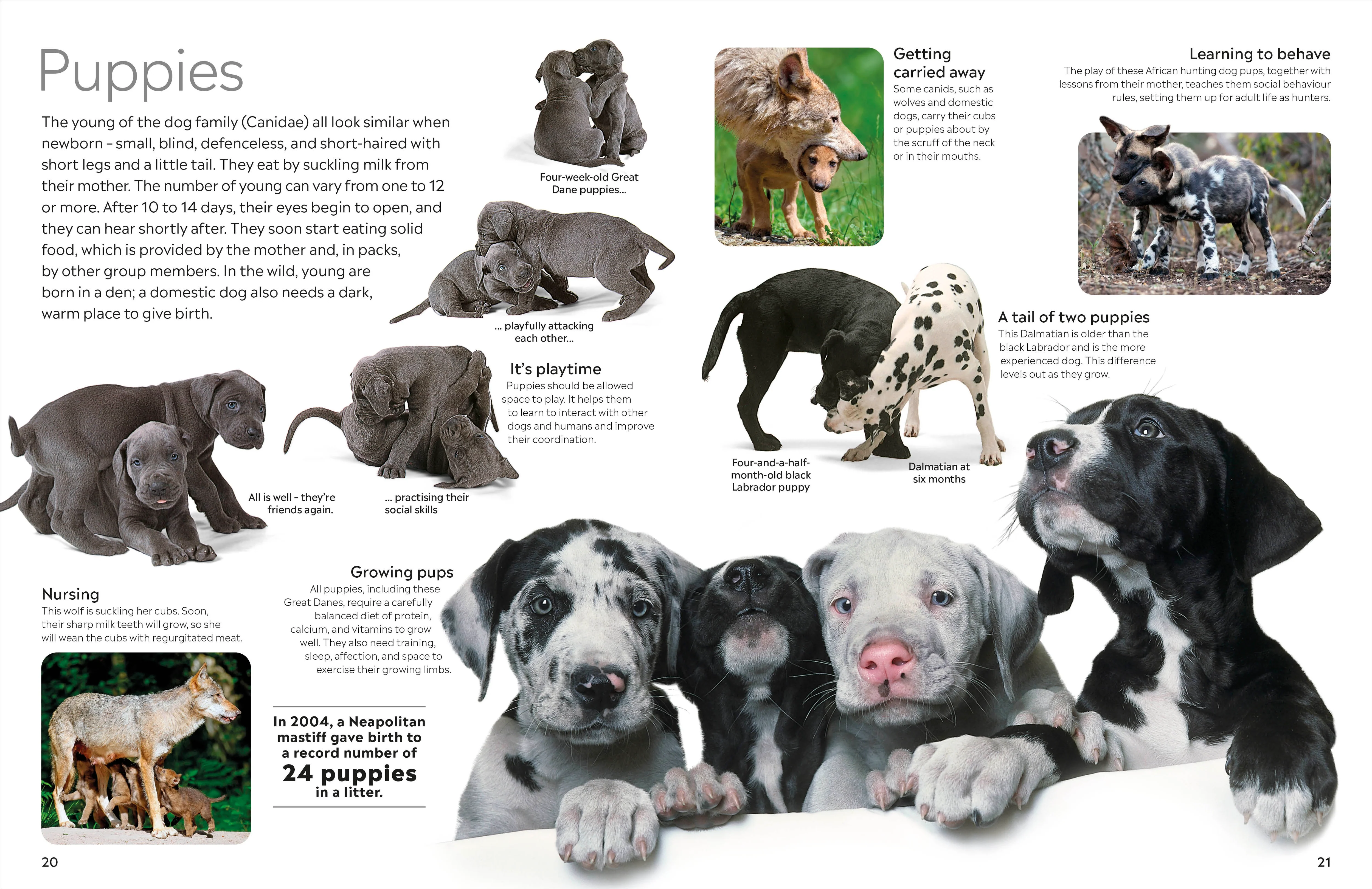 Eyewitness Dog - Image 2