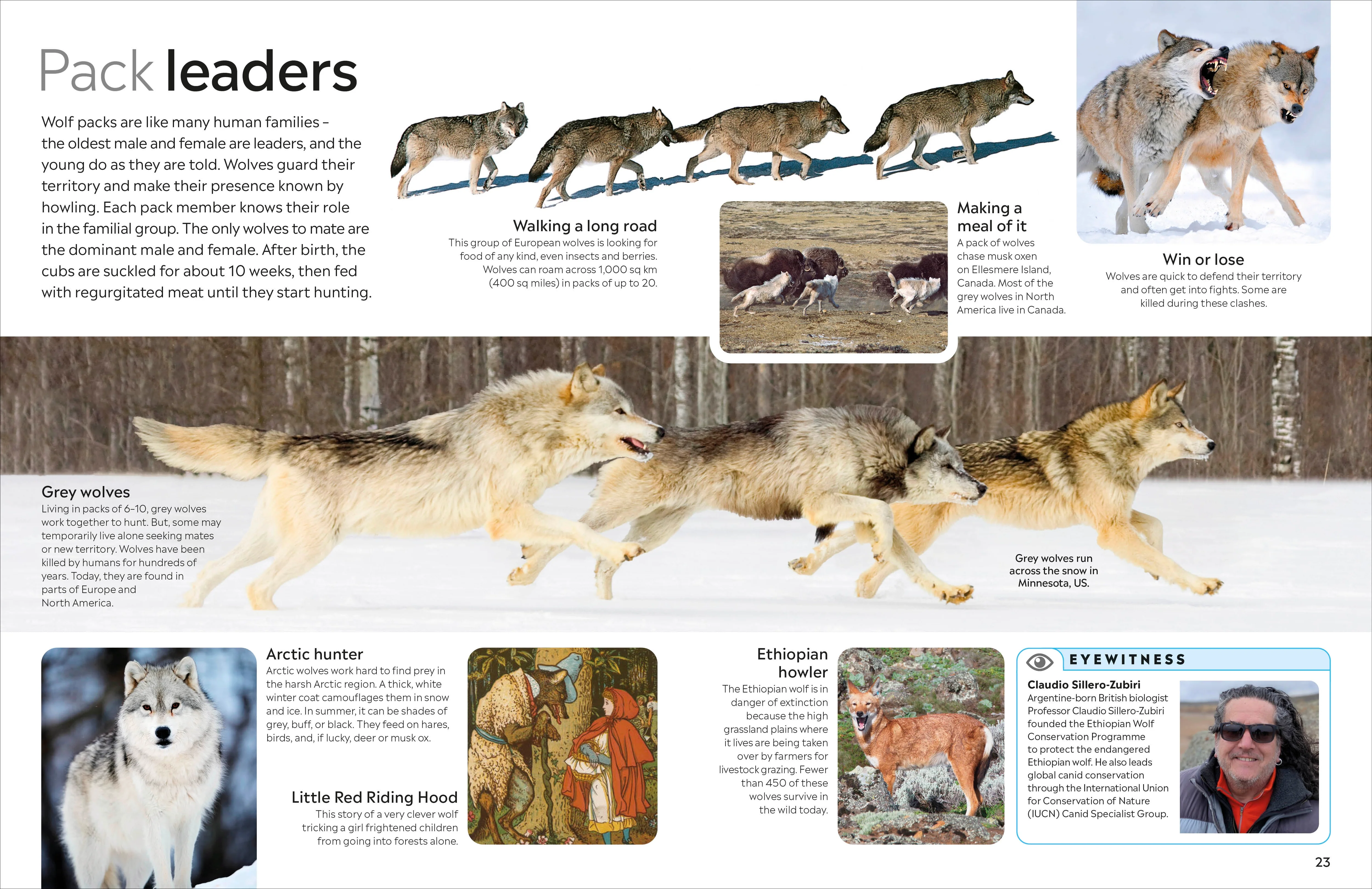 Eyewitness Dog - Image 3
