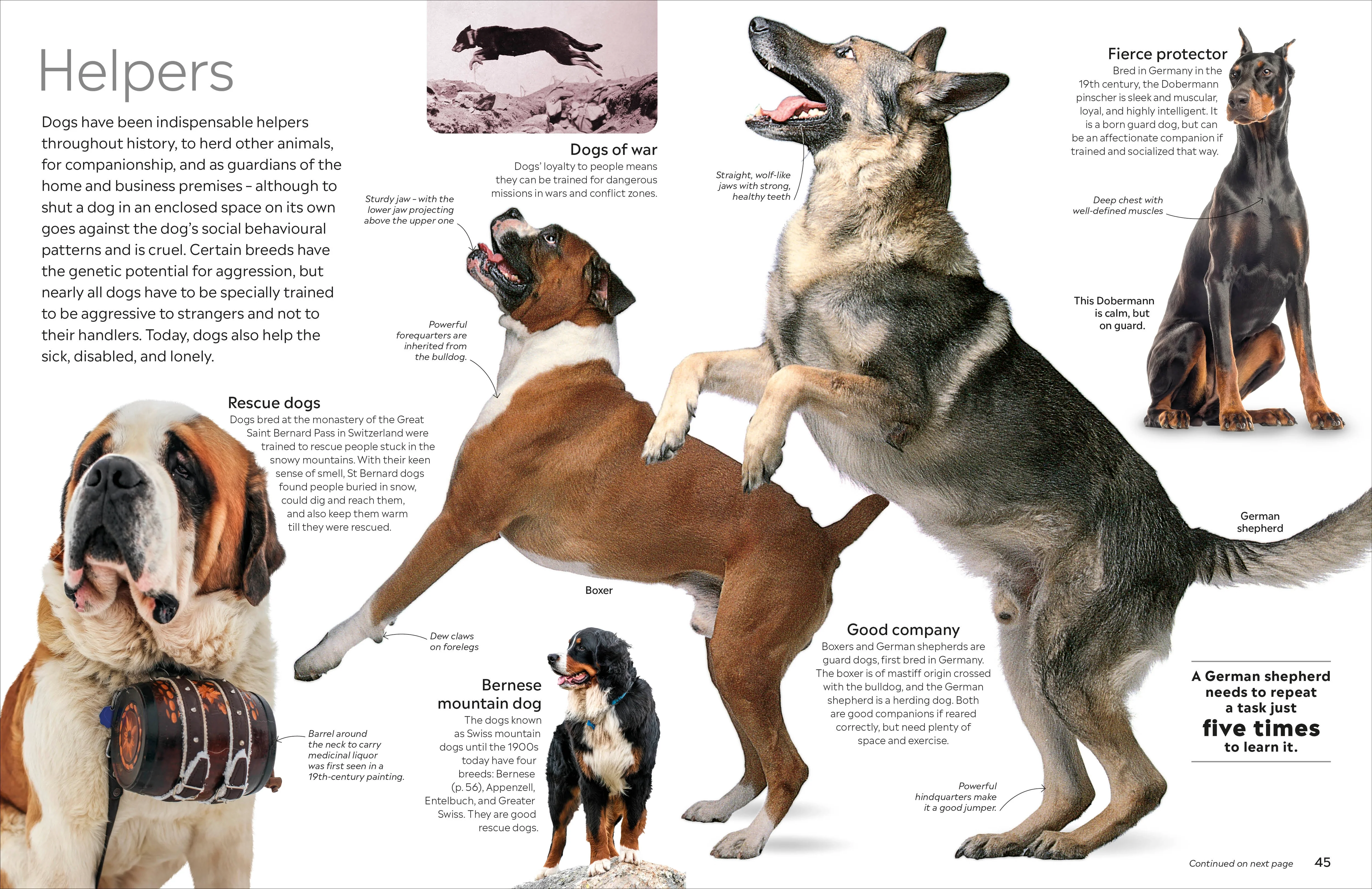 Eyewitness Dog - Image 4