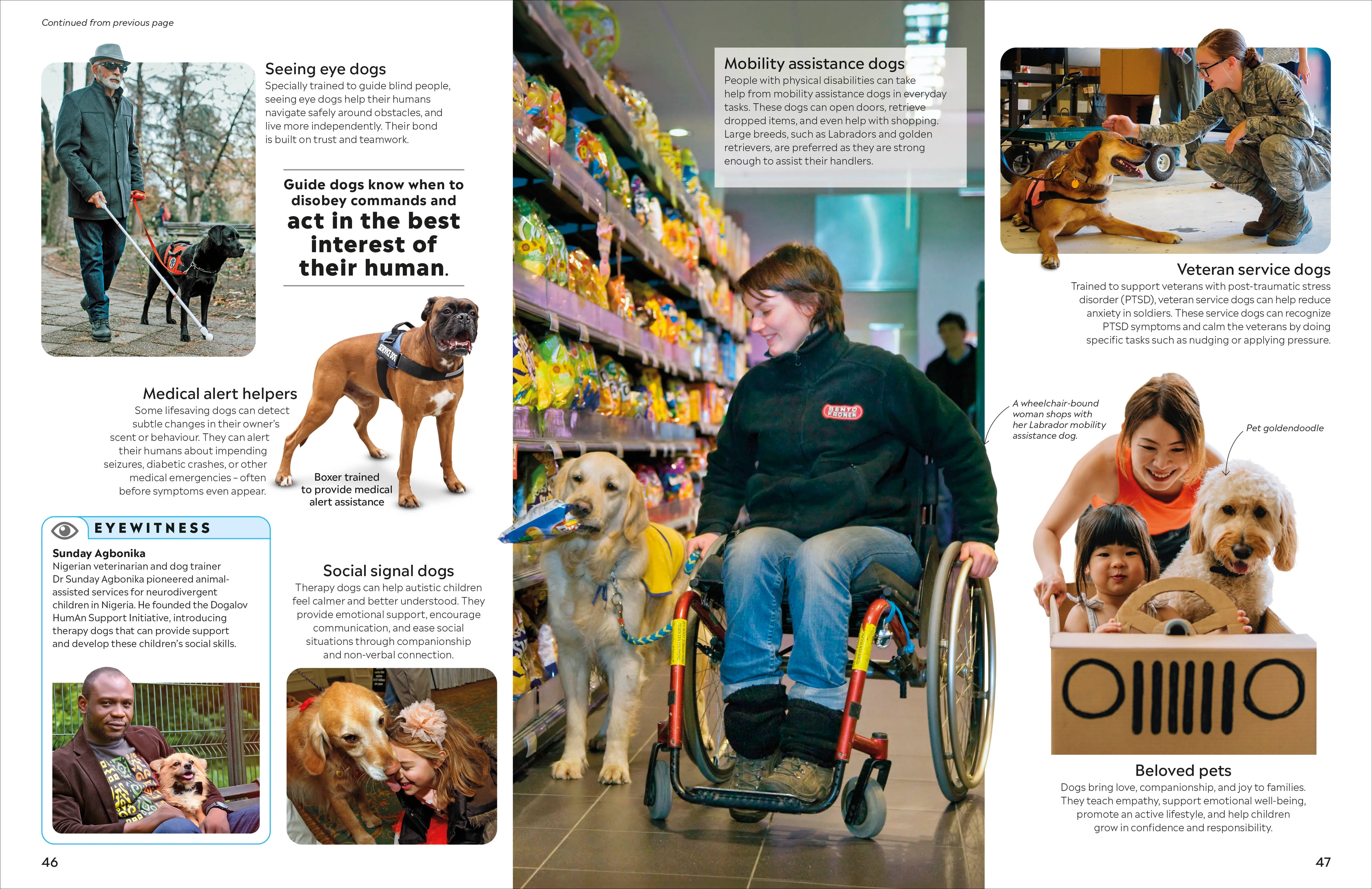 Eyewitness Dog - Image 5