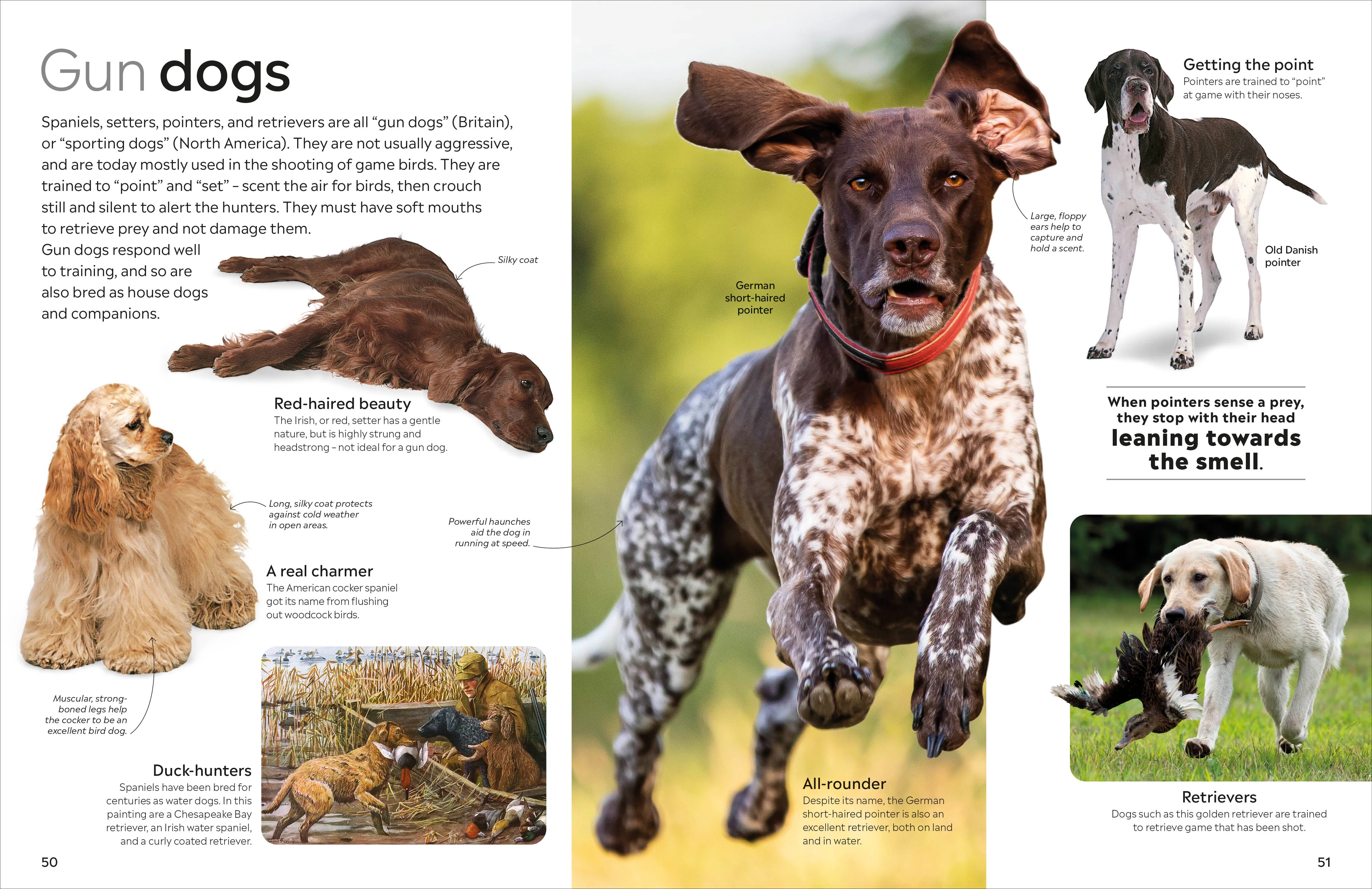 Eyewitness Dog - Image 6