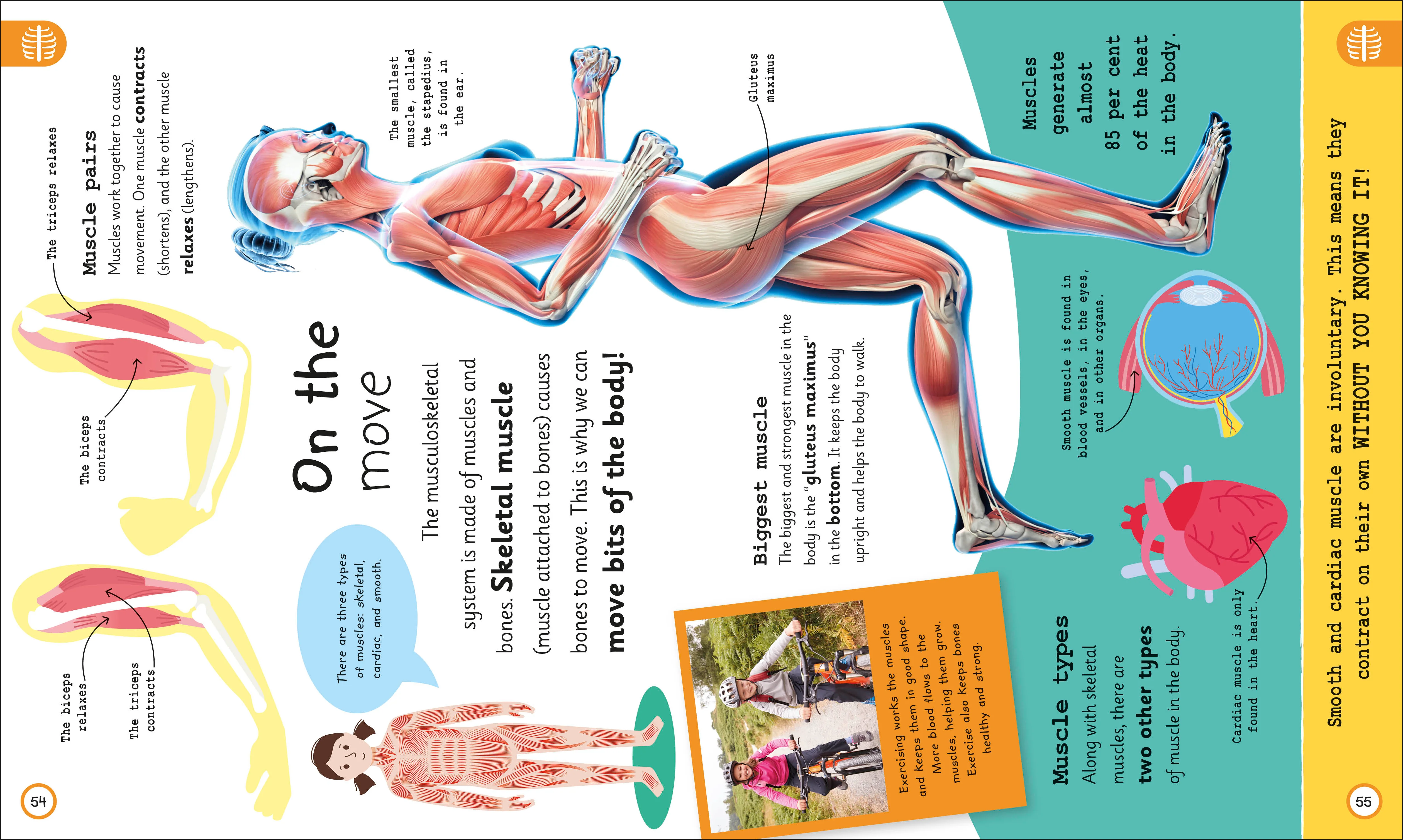 My Very Important Human Body Encyclopedia - Image 4