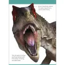Our World in Pictures Dinosaurs and Other Prehistoric Creatures Flash Cards - Image 4