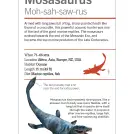 Our World in Pictures Dinosaurs and Other Prehistoric Creatures Flash Cards - Image 8