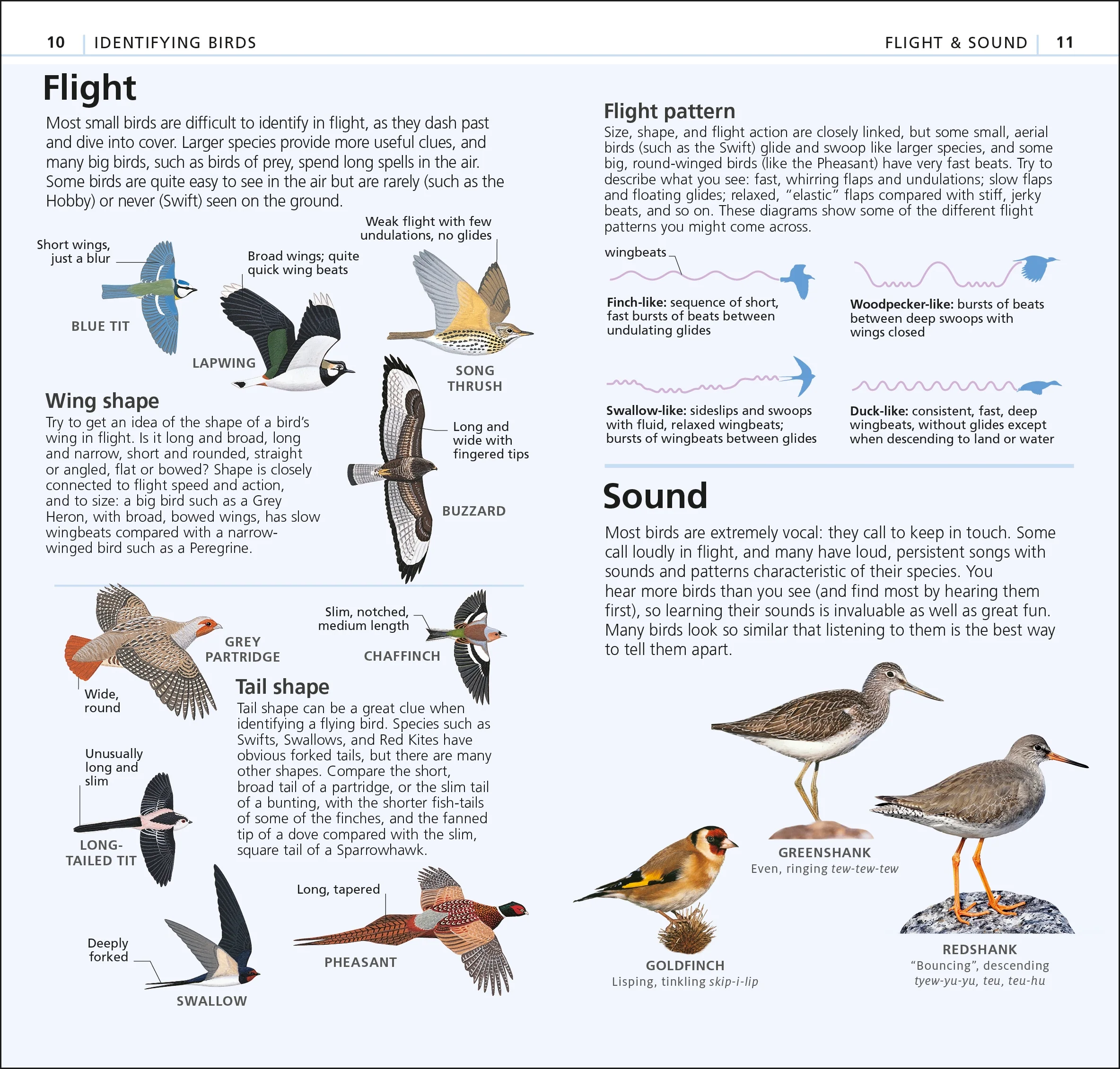 RSPB What's that Bird? - Image 6