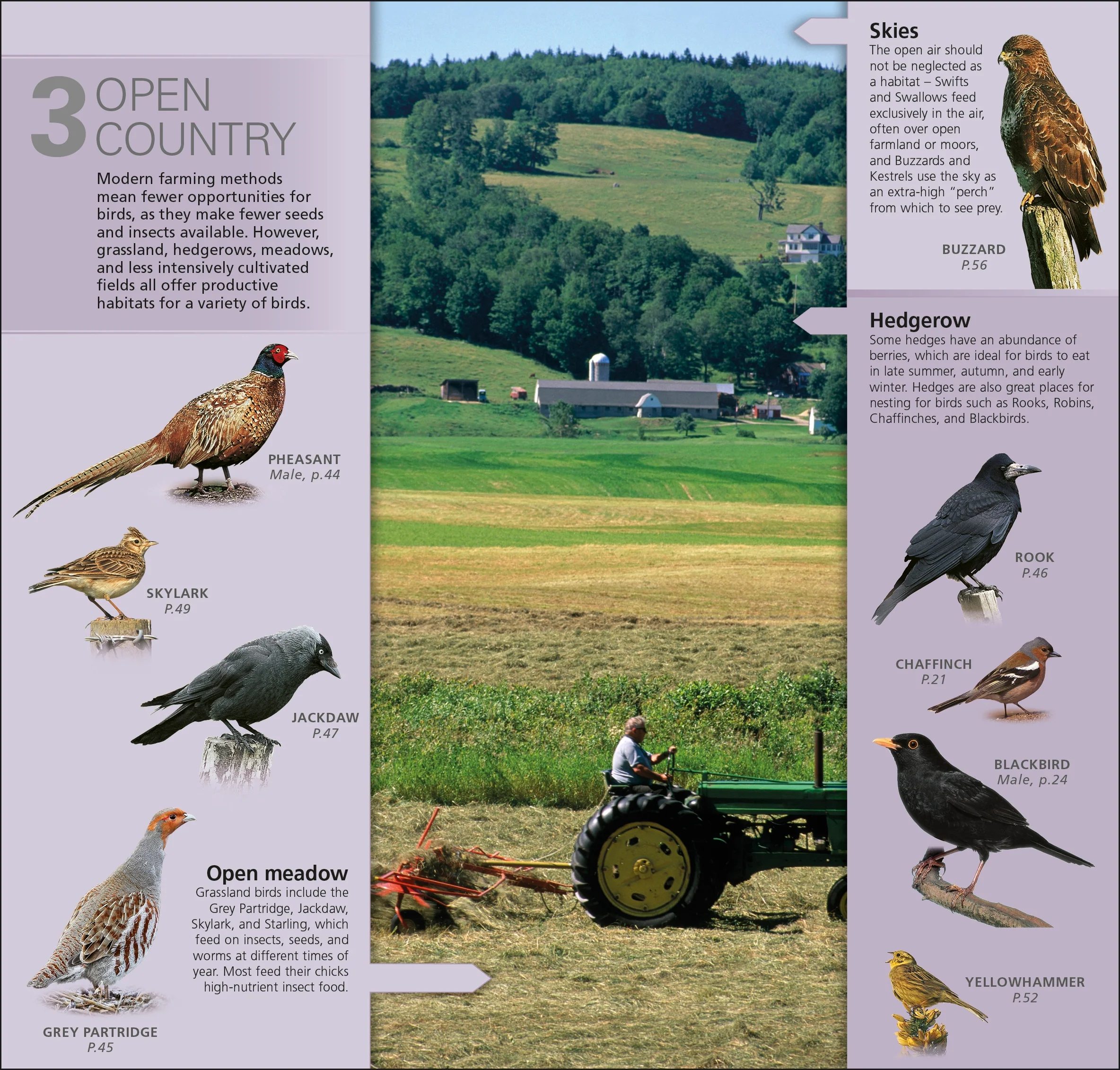 RSPB What's that Bird? - Image 7
