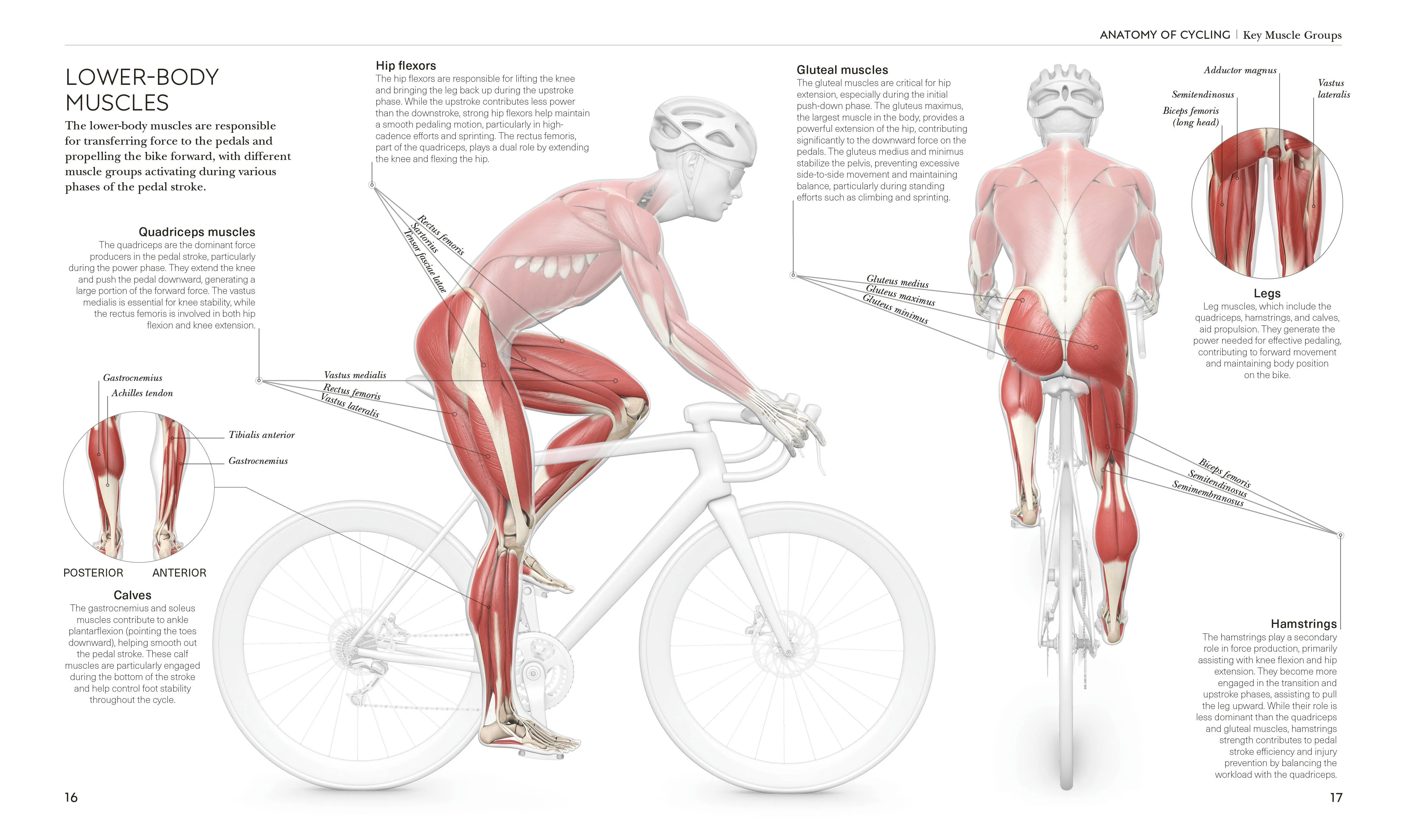 Science of Cycling - Image 3