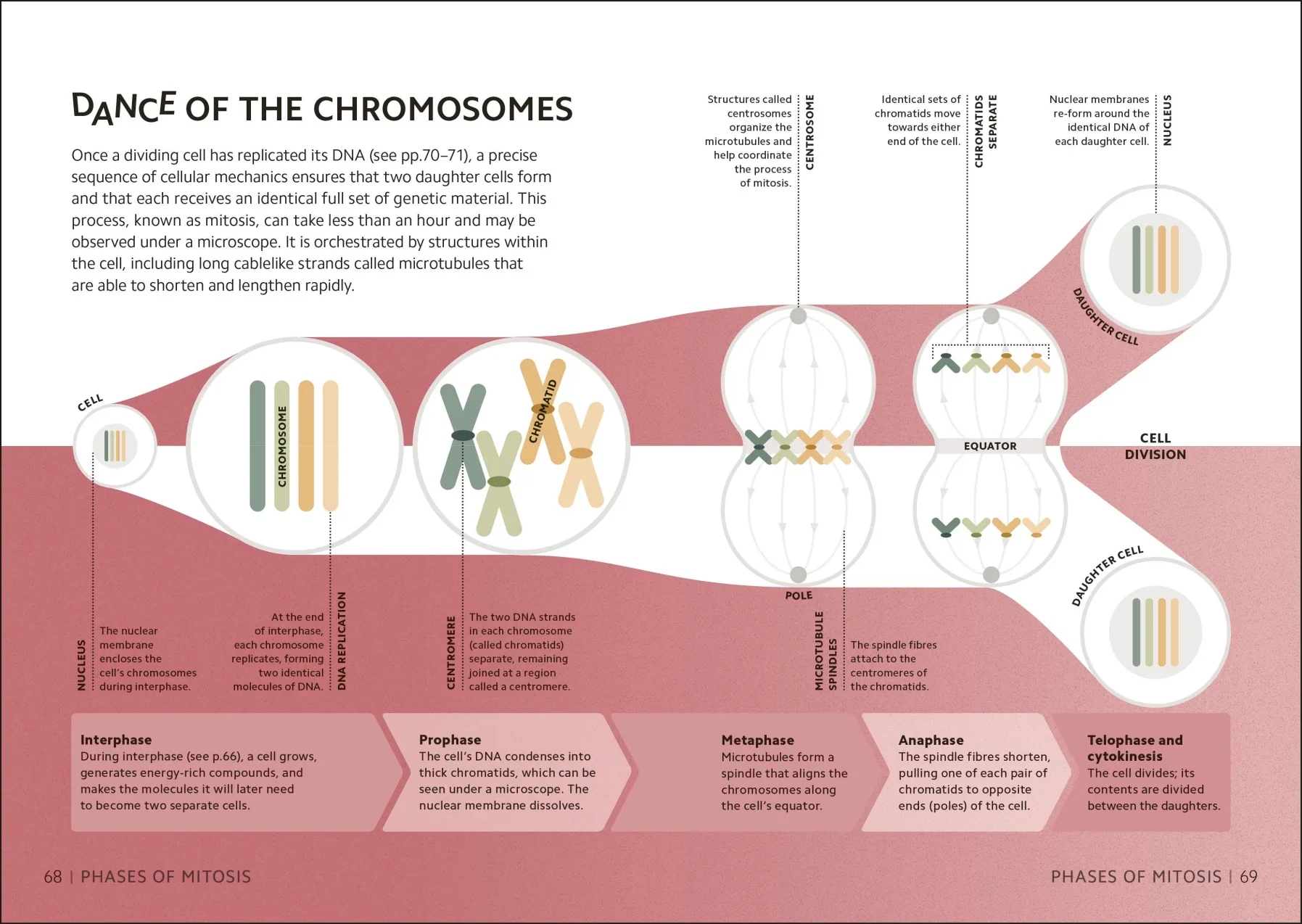 Simply Genetics - Image 2