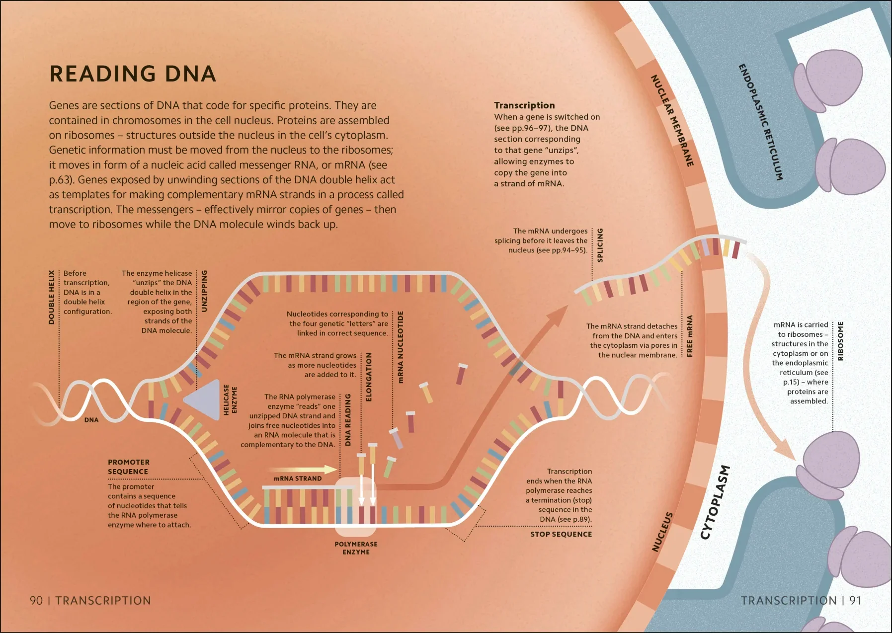 Simply Genetics - Image 4