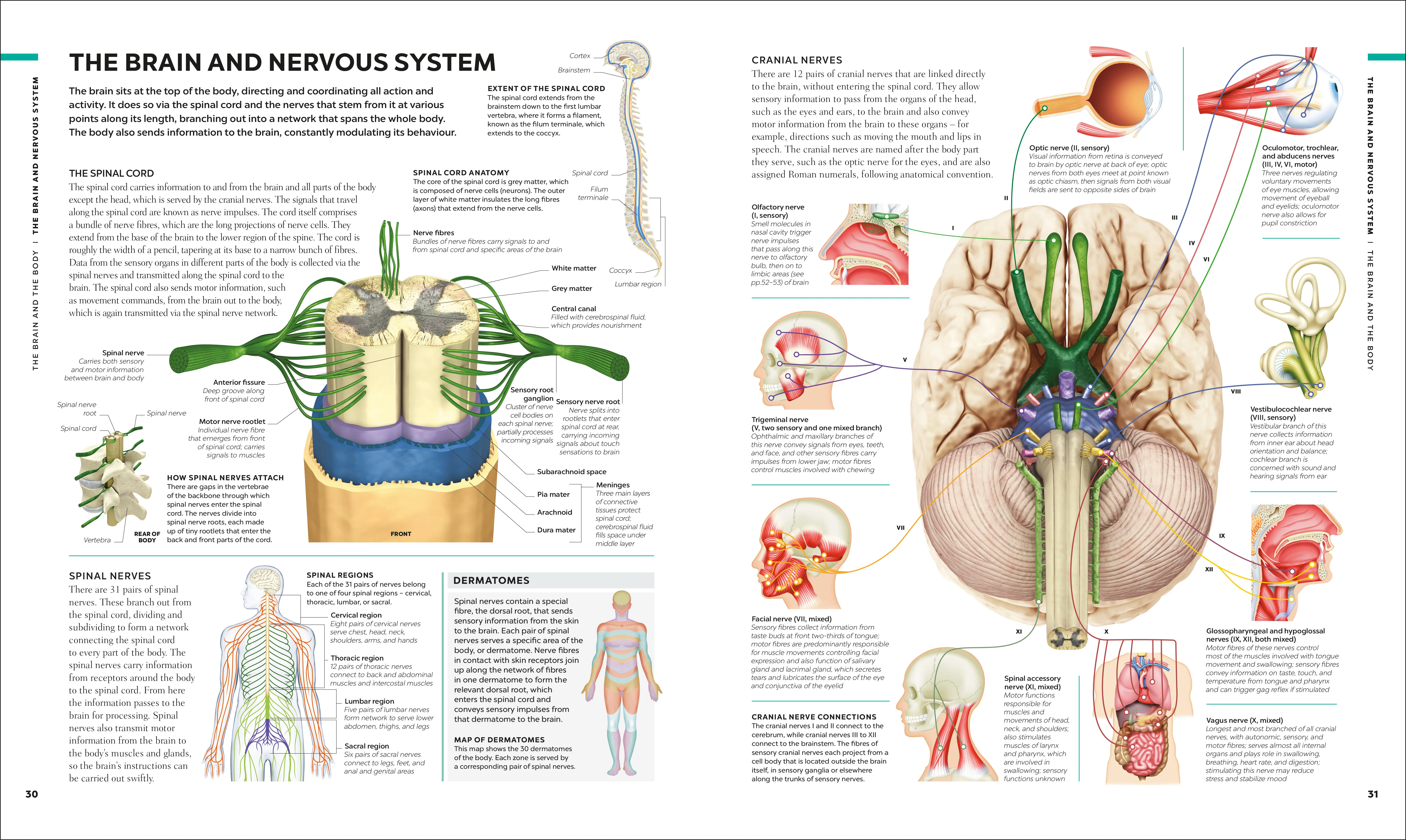 The Brain Book - Image 2