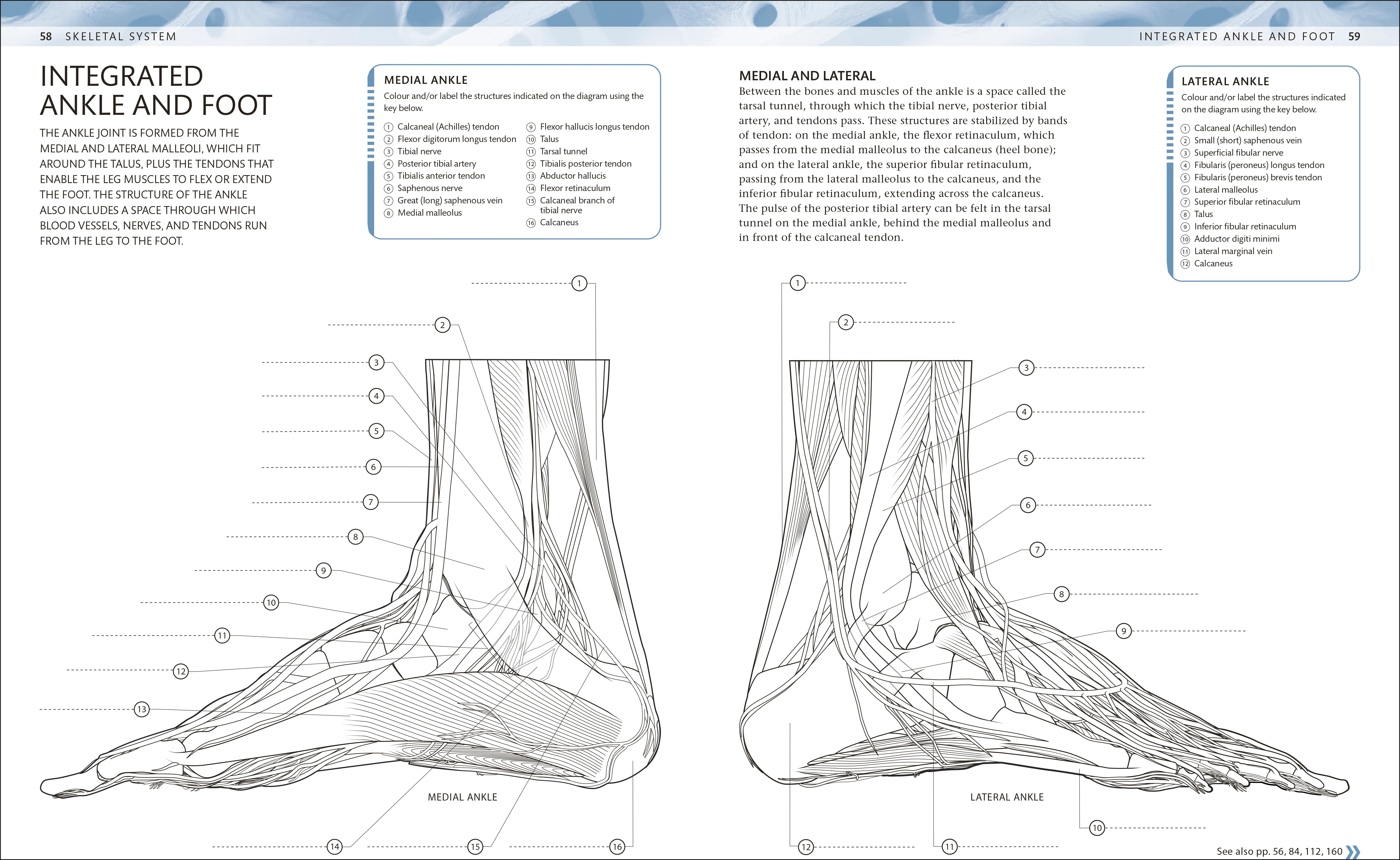 The Human Body Colouring Book - Image 4