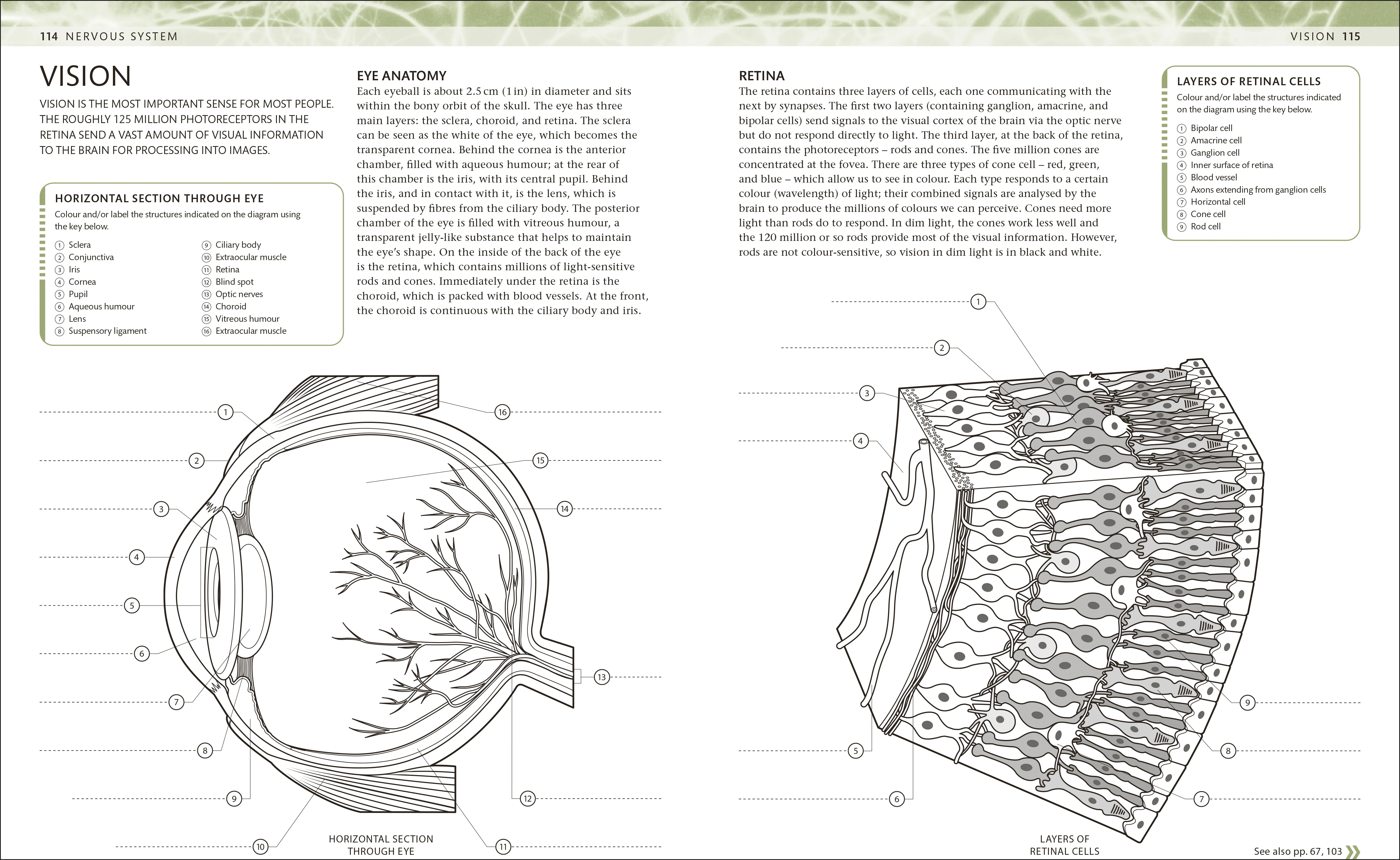 The Human Body Colouring Book - Image 5