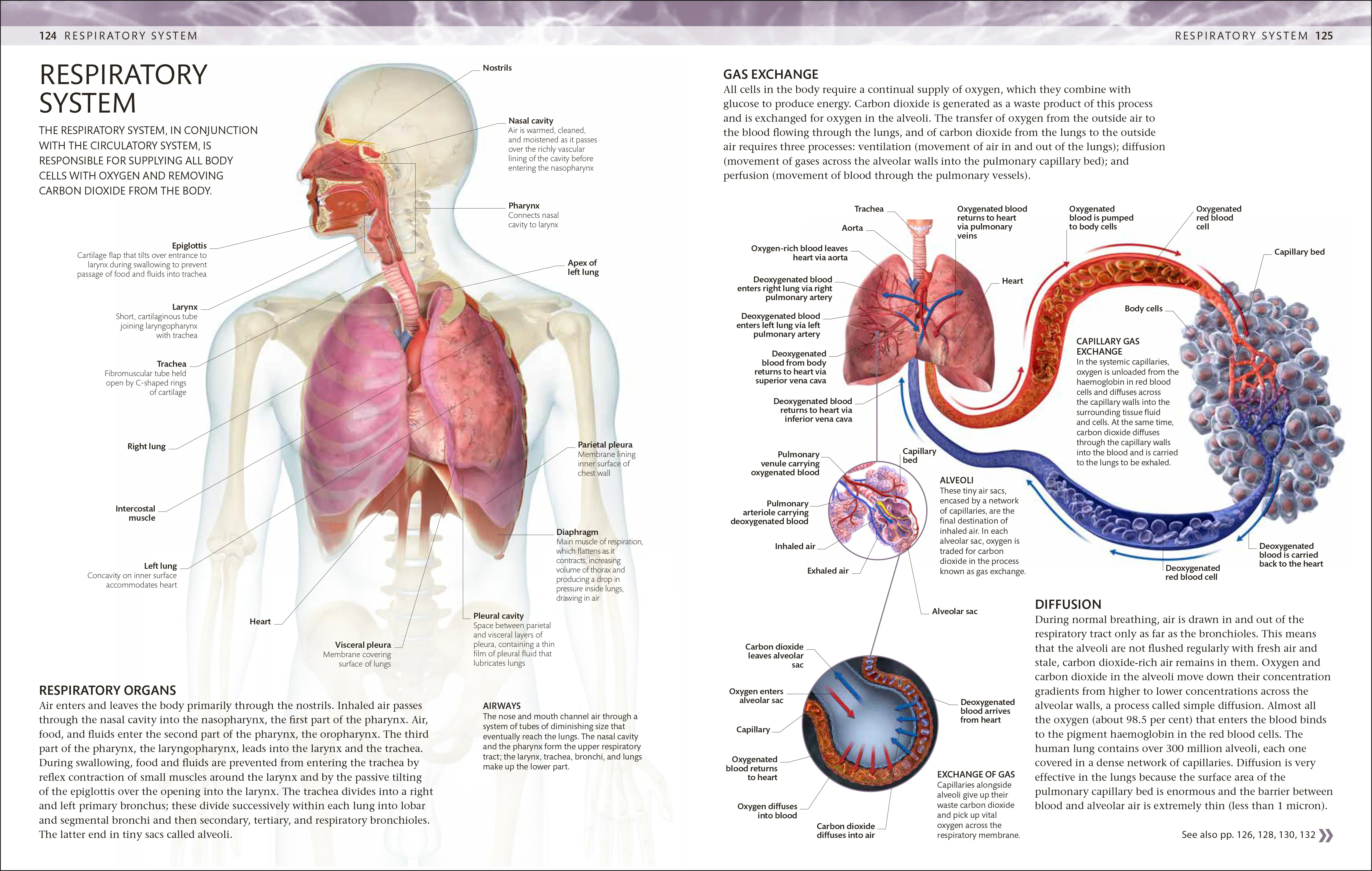 The Human Body Colouring Book - Image 6