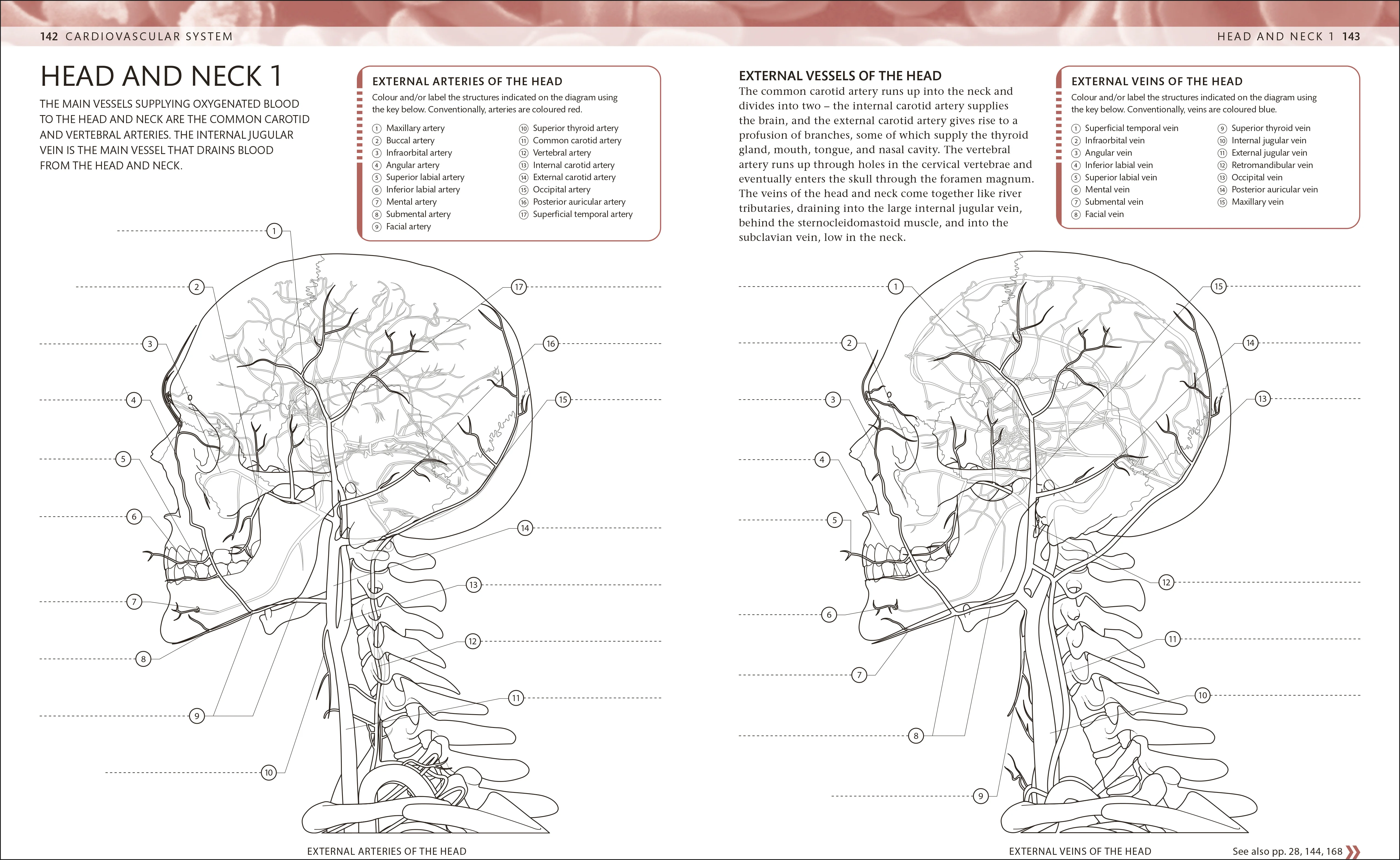 The Human Body Colouring Book - Image 7