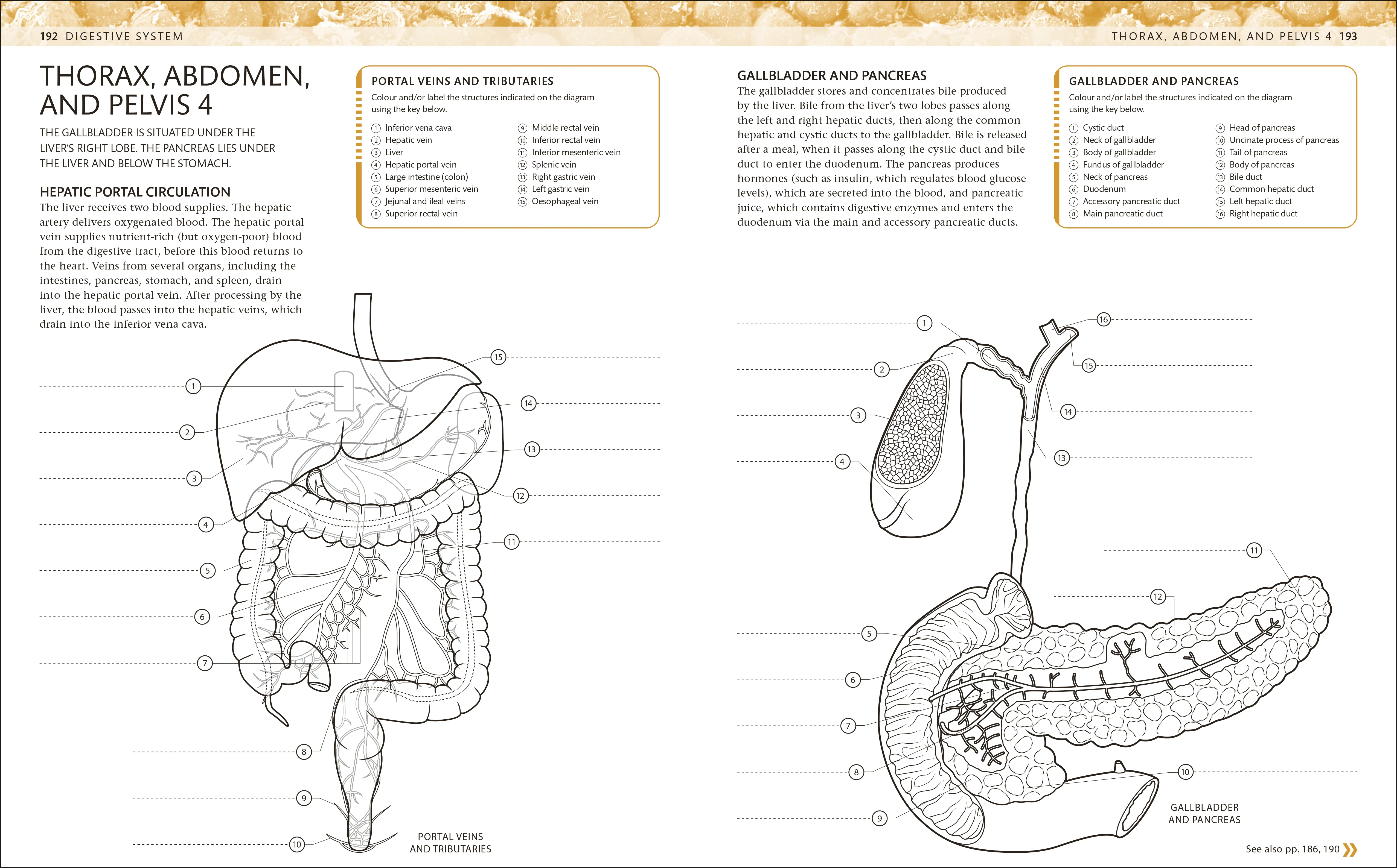 The Human Body Colouring Book - Image 8